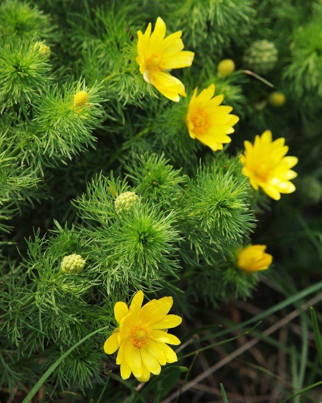 Adonis Vernalis